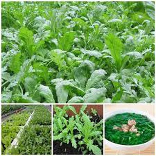 5 lạng hạt giống rau cải cúc ( rau tần ô)