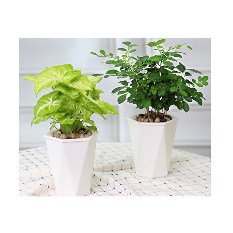 Combo 5 Chậu trồng cây thông minh tự tưới size 11 cm
