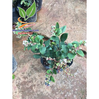 Việt quất ĐANG ra trái tại nhà vườn Khánh Võ