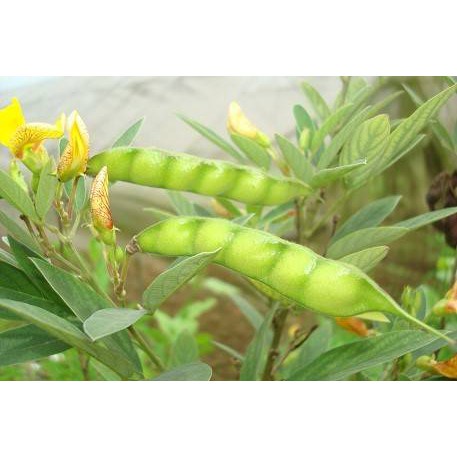 0.5kg Hạt Đậu Săng ORGANIC ĐĂKLĂK