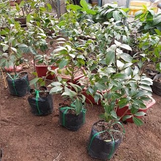 Cây giống thanh trà