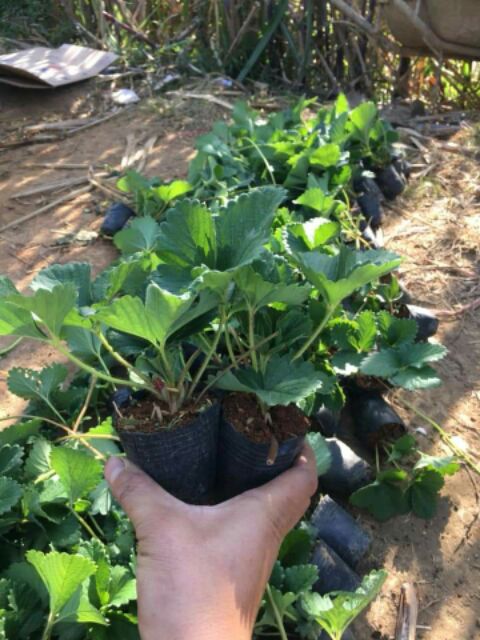 Cây giống dâu tây Nhật Hana siêu ngọt