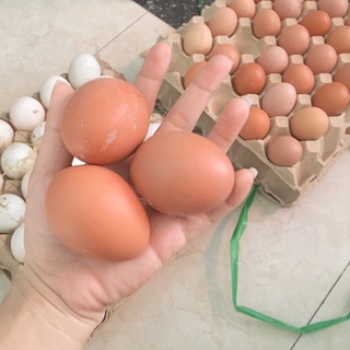 trứng gà - trứng vịt