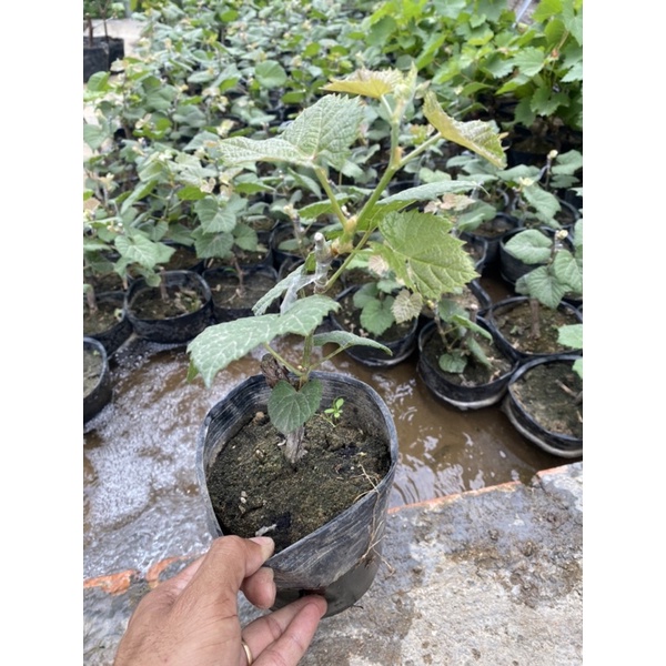 Cây Nho Giống Mẫu Đơn Shine Muscat.