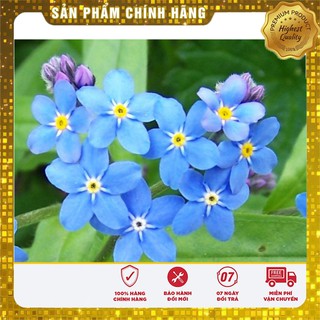 COMBO 2 gói hạt giống hoa lưu li xanh TẶNG 1 phân bón