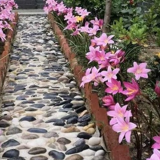 Bộ 10 củ giống hoa huệ mưa hoa màu hồng - 10 củ