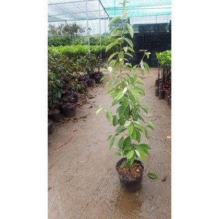 Cây giống nhót ngọt,cây choai nhanh cho quả , cây đẹp, giống chuẩn