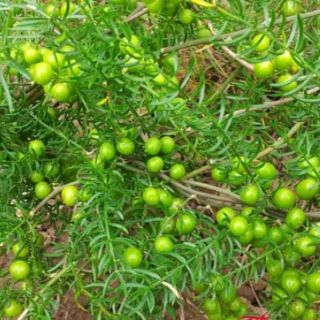 Cây giống thiên môn đông