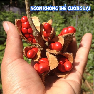 Dùng thử hạt dổi, hạt mắc khén cho xem chất lượng