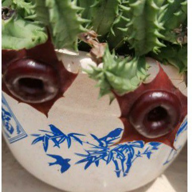 Sao biển Huernia hybrid "Korat crimson"