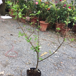 Cây giống lựu đỏ ấn độ, cây chiết cành cho trái màu đỏ đậm rực rỡ-vườn của boss