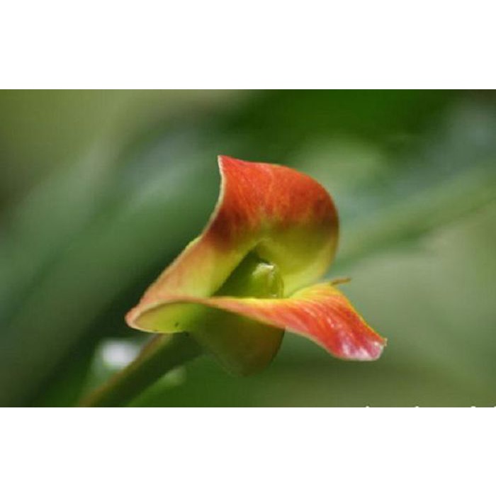 10 Hạt Giống Hoa nụ hôn (Psychochia Elata)