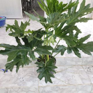 Trầu Bà Thanh Xuân(tặng kèm phân bón)