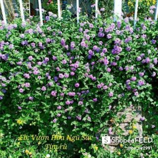 Cây hoa ngũ sắc tím rũ