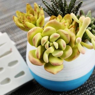Bộ khuôn tạo hình các loại cây xương rồng