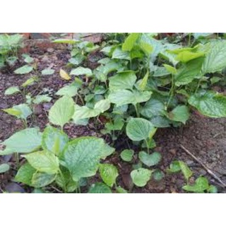 cây giống lá lốt
