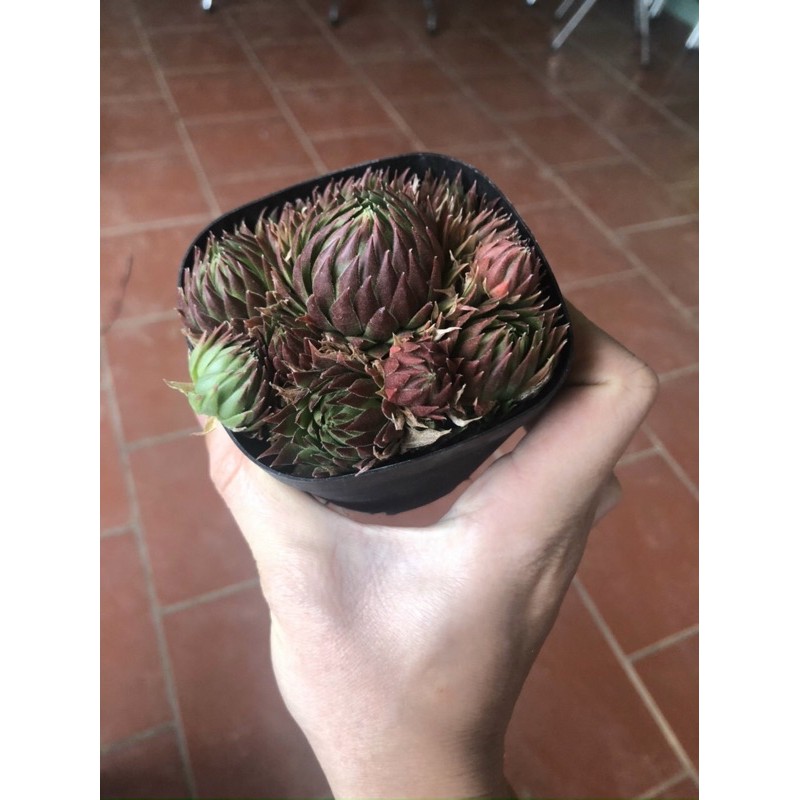 Sen đá siêu đẹp cây y hình