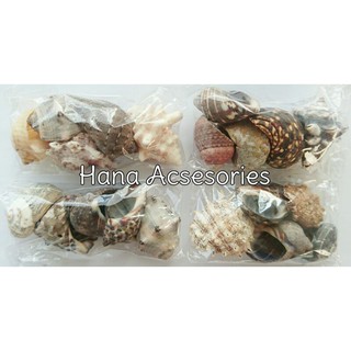 Vỏ ốc xà cừ đục lỗ trang trí nhà cửa