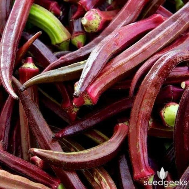 Hạt giống đậu bắp đỏ nhập nguyên gói Thái Lan 💥 Non Ngọt💥 lùn siêu quả