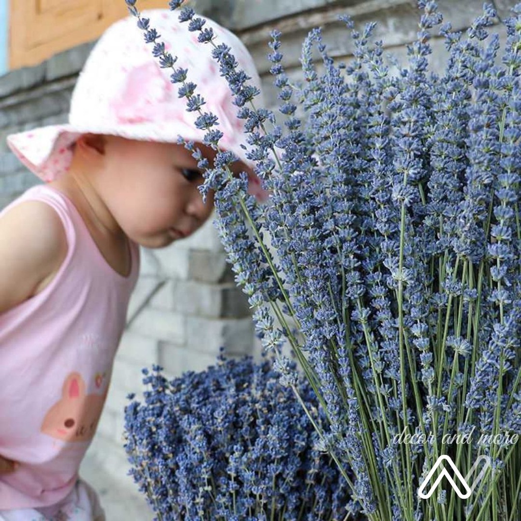 Hoa khô lavender thơm dịu, Hoa oải hương bó 30 cành trang trí decor nhà cửa