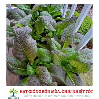 Hạt giống cải canh lá đỏ 20g (dễ trồng, có mùi thơm đặc trưng).