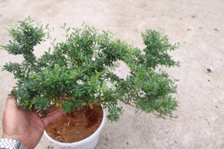 Cây Linh Sam phôi Bonsai