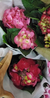 Hoa Cẩm Tú Cầu