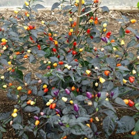 Hạt giống ớt ngũ sắc mix nhiều màu gói 30 hạt - tăng kèm 3 viên nén kích thích ươm hạt