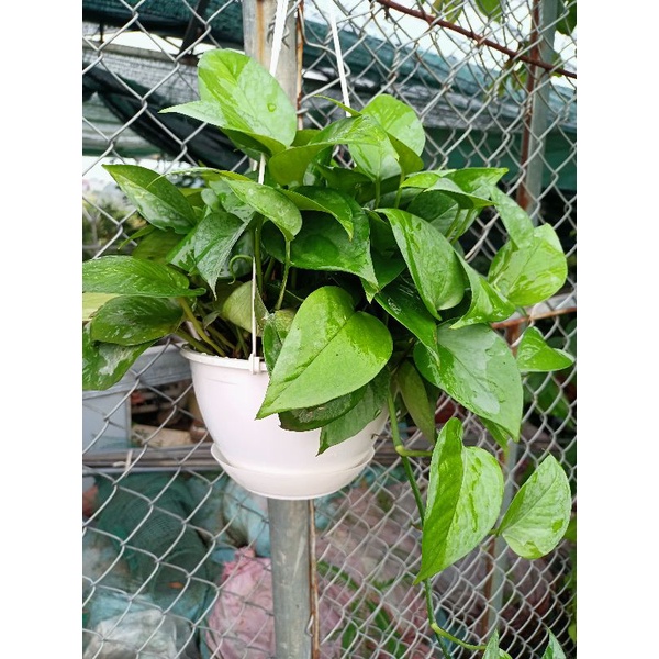 Cây vạn niên thanh xanh treo, nữ hoàng lọc không khí