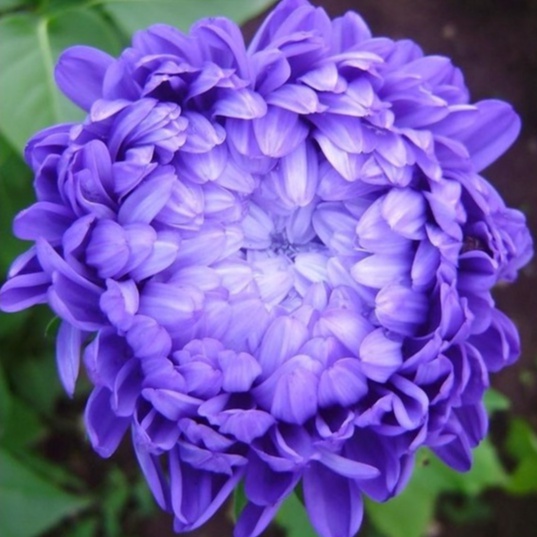 Hạt Giống Hoa Cúc Zinnia Xanh (50 Hạt) - Hạt giống hoa cúc xanh Outsidepride