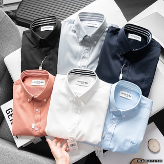 Áo sơ mi cá sấu lacoste tay dài 6 màu