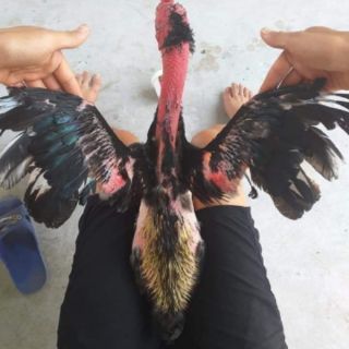 Kích lông Ưu Việt