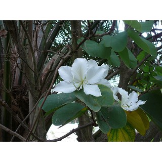 cây Hoa Ban Trắng giống (cây móng bò)