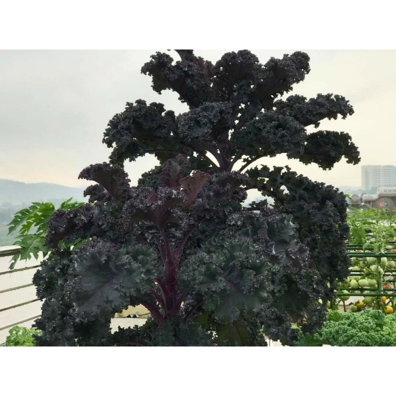 Cải Kale Xoăn Tím Mỹ