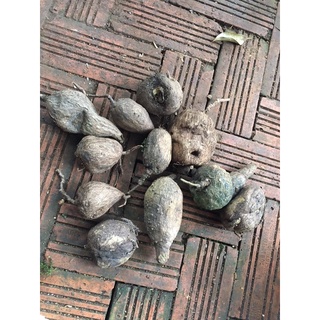 củ bình vôi