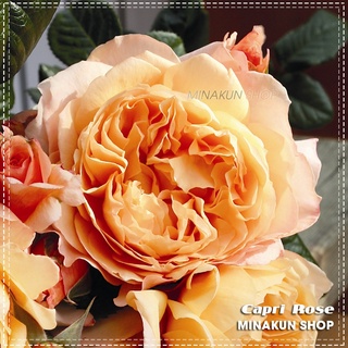 (NEW) Hoa hồng ngoại Capri Rose cam hồng siêu đẹp - MinaKun Shop