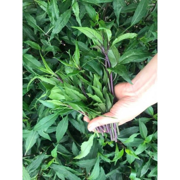 RAU LỦI TƯƠI  GIA LAI - ĐẶC SẢN TÂY NGUYÊN