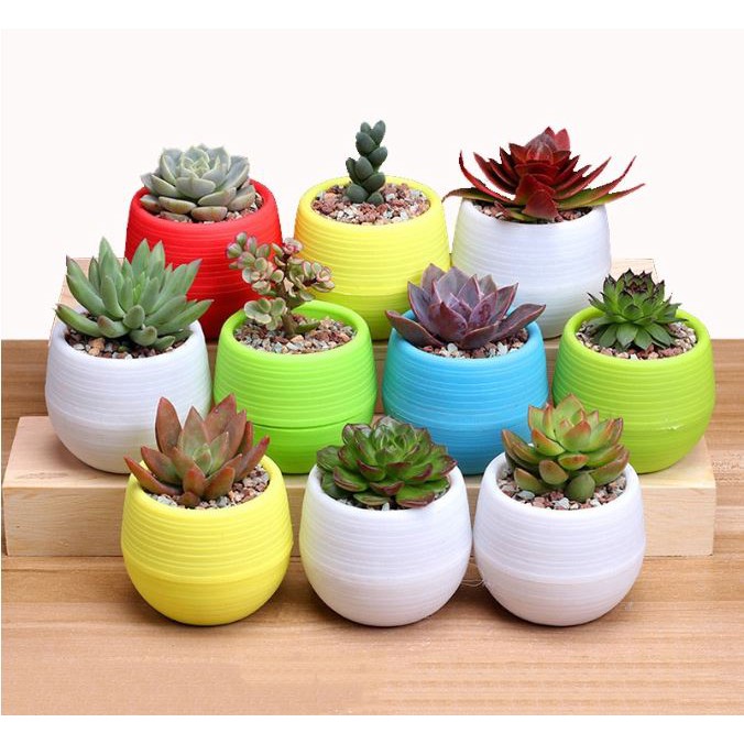 Chậu nhựa tự tưới 🔥FREE SHIP🔥 trồng sen đá, cây cảnh nhỏ