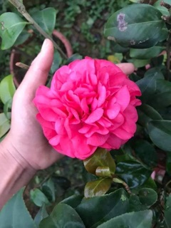 cây hoa trà ta giống