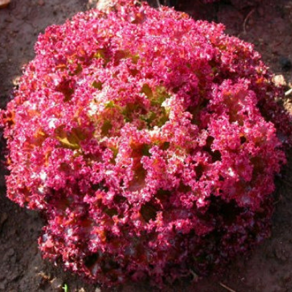 Hạt Giống Xà Lách Tím Lollo Rossa PN-9 Phú Nông - 2g