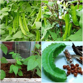 Hạt giống đậu rồng cao sản - gói 5gram