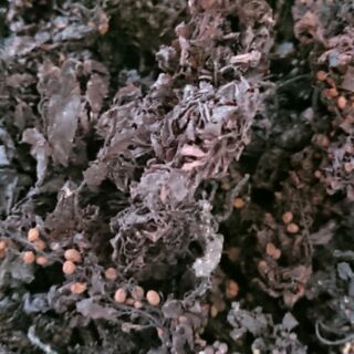 Rong mơ - Rong biển nấu nước mát ( nguyên chất)