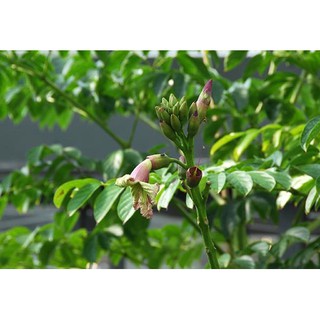 Vỏ cây nục nác TƯƠI