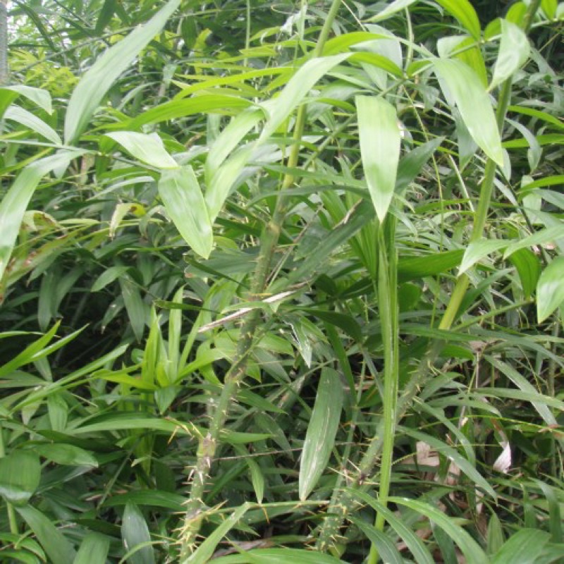 Cây mây có gai phong thủy trừ tà