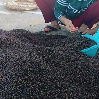 Hạt tiêu khô _ hồ tiêu đen