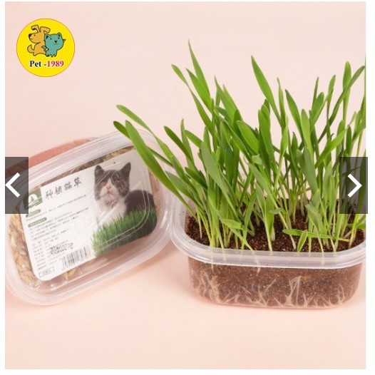 Bộ Kit Trồng Cỏ Mèo Hạt Yến Mạch