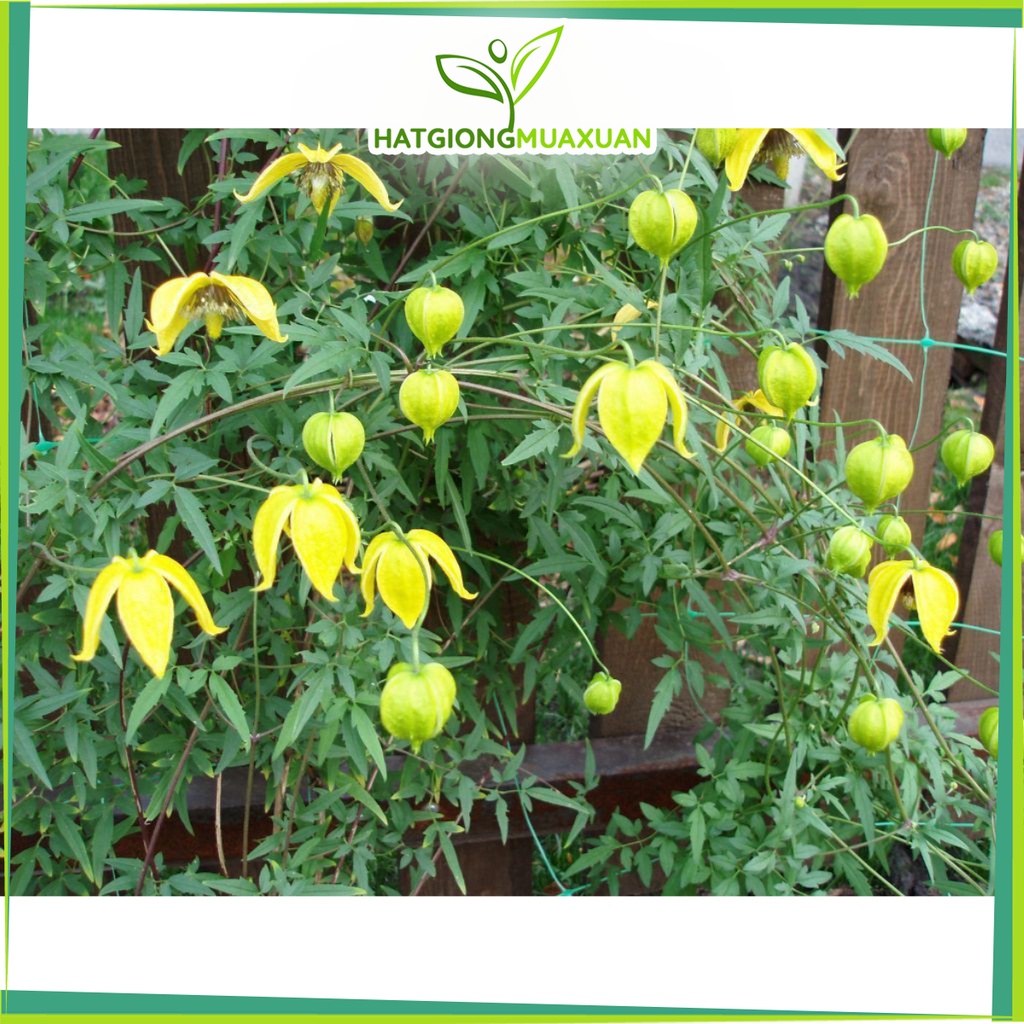 Bán buôn Hạt giống hoa Clematis (hoa Ông Lão) vàng bao đẹp