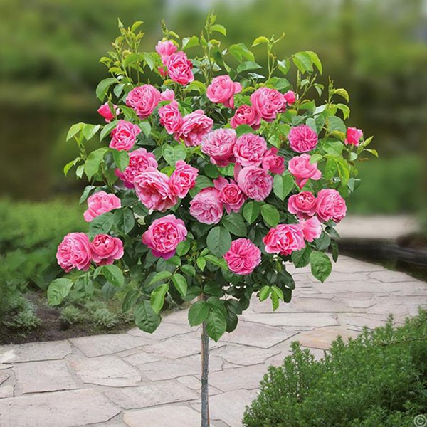 [Mới] - Hạt giống hoa hồng thân gỗ giá rẻ - Thuận Duy Shop