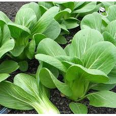 Hạt Giống Cải Thìa Cao Sản Phú Nông - Gói 20g- 50g - Pak Choy Green