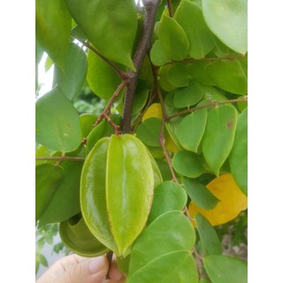 giống khế ngọt chua ( cho trái sớm)